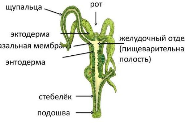 Кракен питер